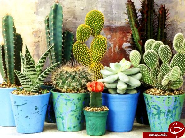 گیاهی که امواج مضر مخابراتی را به خود جذب میکند+عکس
