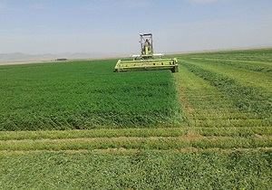 برداشت بیش از ۷ هزار تن یونجه در شهرستان البرز