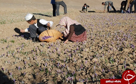 زعفران، گیاهی سازگار با اقلیم کویر/ درآمدزایی بالای طلای سرخ برای کشاورزان