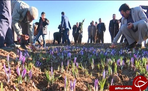 زعفران، گیاهی سازگار با اقلیم کویر/ درآمدزایی بالای طلای سرخ برای کشاورزان
