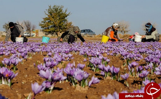 زعفران، گیاهی سازگار با اقلیم کویر/ درآمدزایی بالای طلای سرخ برای کشاورزان