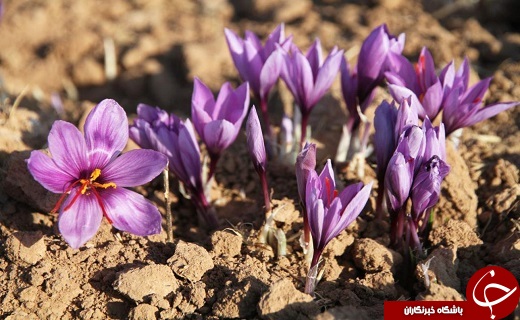 زعفران، گیاهی سازگار با اقلیم کویر/ درآمدزایی بالای طلای سرخ برای کشاورزان