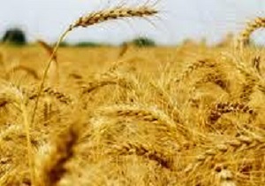 ۵۸۰ هزار هکتار از اراضی کشاورزی کردستان زیر کشت گندم است