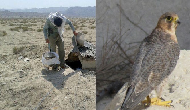 دستگیری ۱۴ نفر از قاچاقچیان پرندگان شکاری در بوشهر