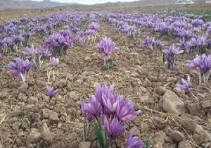 کشت زعفران در 4 هکتار از اراضی روستای شیروان بروجرد