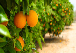 آغاز برداشت تامسون در میاندورود