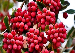 تولید ثروت از محصول زرشک نیازمند حمایت مسئولان