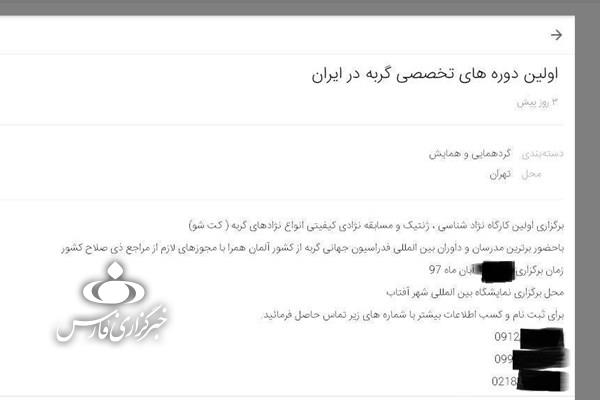 &laquo;فشن&zwnj;شو گربه&zwnj;ها&raquo; در پایتخت با مجوزهای دروغین 100 صفحه&zwnj;ای+ عکس