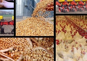 توزیع چشمگیر انواع نهاده های دامی با قیمت مصوب دولتی در اردبیل