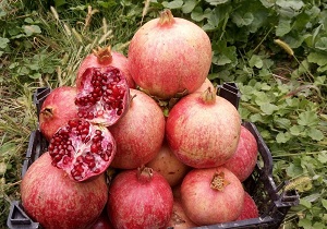 افزایش ١٠درصدی سطح زیر کشت باغات انار شهرستان خاتم