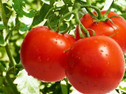 آغاز کشت گوجه فرنگی صادراتی در گالیکش