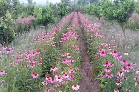 جای خالی جای خالی