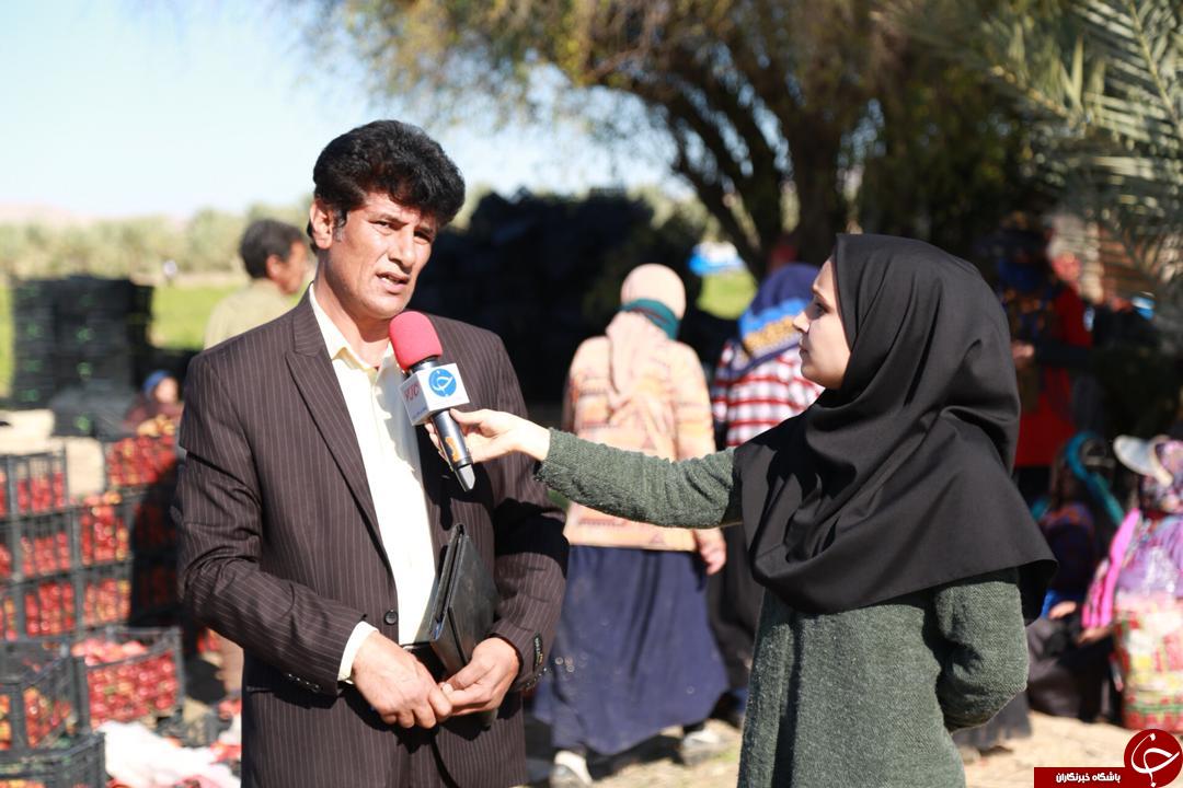 برداشت گوجه فرنگی در بخش ارم دشتستان تا اواسط دی ماه ادامه دارد