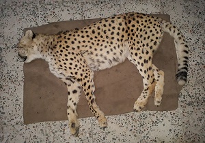 مرگ یک یوزپلنگ در جاجرم بر اثر تصادف