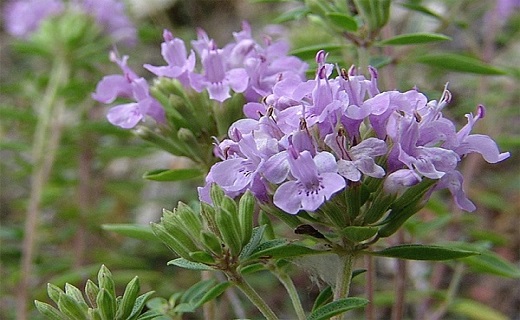 مسکنی طبیعی برای درد&zwnj;های استخوانی و سیاتیکی/ دل&zwnj;درد و دل&zwnj;پیچه را با نسخه&zwnj;ای خانگی سرکوب کنید