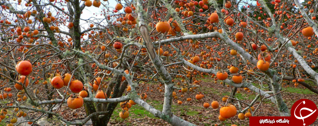 بهترین خواص خرمالو را بشناسید + عوارض احتمالی