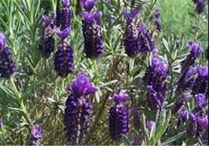 کشت اسطوخودس در نقش رستم مرودشت
