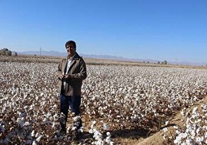 خرید ۱۷۰ تن وش پنبه از خراسان جنوبی