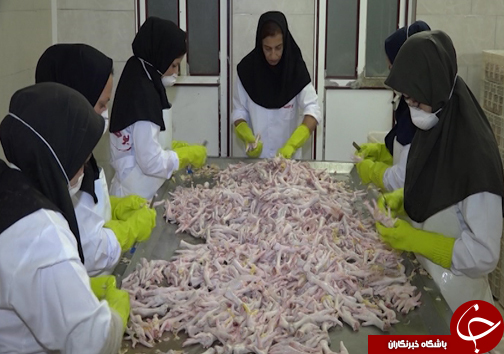 راه اندازی واحد&zwnj;های فراوری پای مرغ مساوی با افزایش درآمد صنعتگران طیورکشور