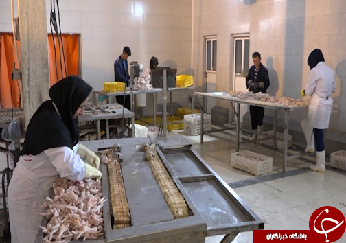 راه اندازی واحد&zwnj;های فراوری پای مرغ مساوی با افزایش درآمد صنعتگران طیورکشور