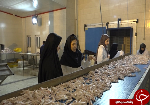 راه اندازی واحد&zwnj;های فراوری پای مرغ مساوی با افزایش درآمد صنعتگران طیورکشور