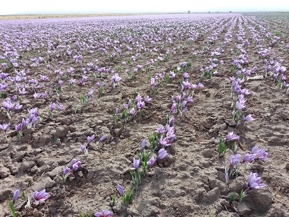 کاهش ۳۰ درصدی برداشت زعفران