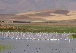 کوچ ۱۰ هزار قطعه پرنده مهاجر به تالاب کانی برازان مهاباد