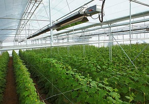 کشت گلخانه ای بستری مناسب برای افزایش اشتغال در بخش کشاورزی است