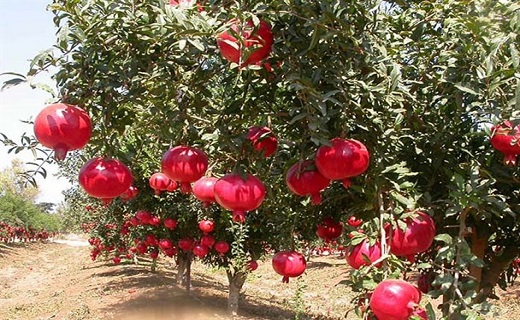 جشنواره&zwnj;ای با خودنمایی یاقوت&zwnj;های سرخ تفت