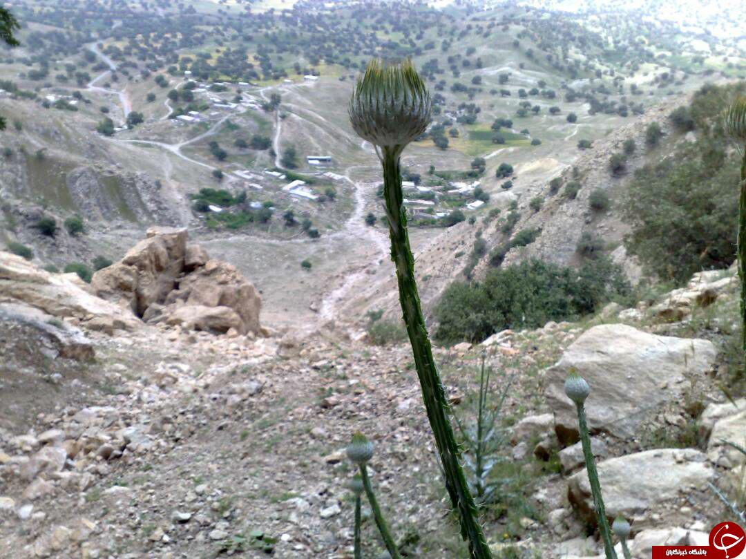 نمایی از طبیعت بی&zwnj;نظیر در &laquo;نارگ موسی&raquo; + تصاویر