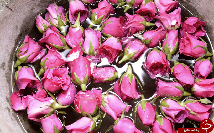 خواص خوردن گلاب / بهترین خواص گلاب برای بدن