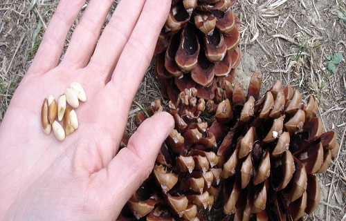 چگونه اشتهای کودک را افزایش دهیم؟/فشارخونتان را با سیب زمینی کاهش دهید/از خواص میوه کاج چه می&zwnj;دانید؟/علائم اولیه تخمدان&zwnj;های بدقلق چیست؟