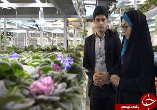 تولید گل و گیاه در شیشه&zwnj;های مینیاتوری