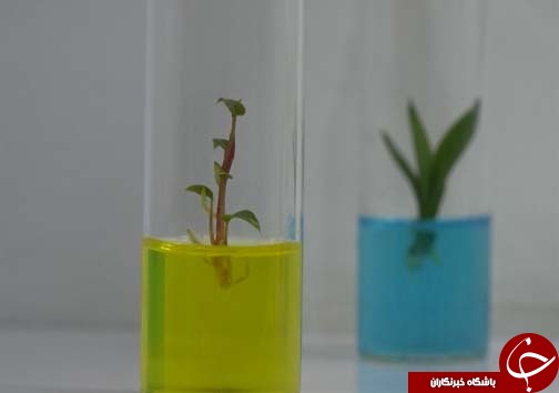 تولید گل و گیاه در شیشه&zwnj;های مینیاتوری