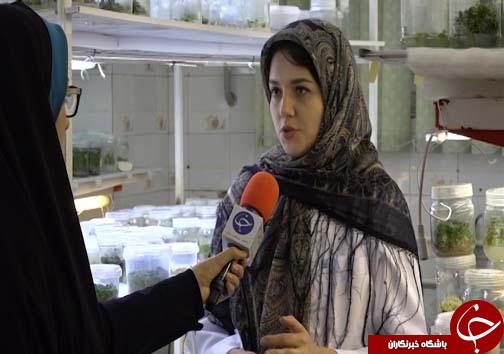 تولید گل و گیاه در شیشه&zwnj;های مینیاتوری