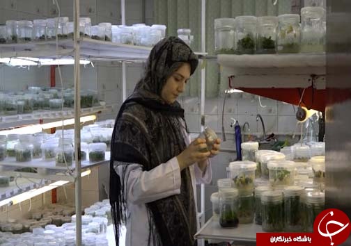 تولید گل و گیاه در شیشه&zwnj;های مینیاتوری