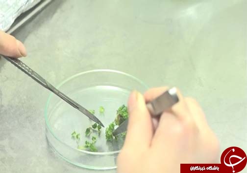 تولید گل و گیاه در شیشه&zwnj;های مینیاتوری