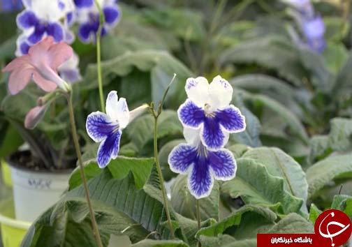 تولید گل و گیاه در شیشه&zwnj;های مینیاتوری