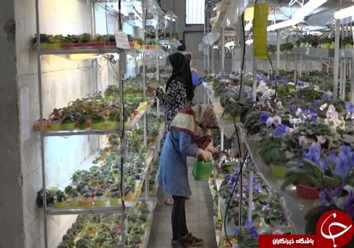 تولید گل و گیاه در شیشه&zwnj;های مینیاتوری