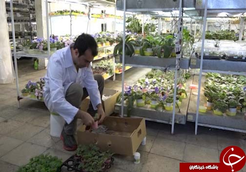 تولید گل و گیاه در شیشه&zwnj;های مینیاتوری
