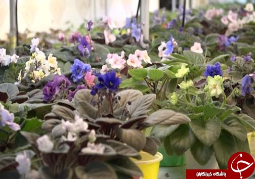 تولید گل و گیاه در شیشه&zwnj;های مینیاتوری