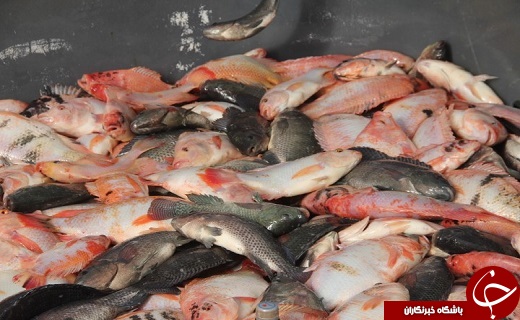 آغاز نخستین صید ماهی تیلاپیای کشور در بافق+ تصویر