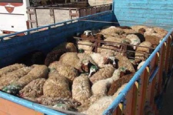 کشف دام قاچاق در کهنوج