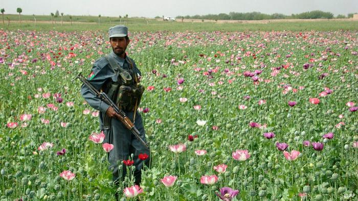 کاهش ۲۹ درصدی کشت مواد مخدر در افغانستان