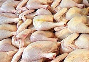 صادرات ۶۰۰ تن مرغ از کشارگاه صنعتی گنبدکاووس