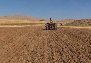 کشت گندم در ۳۱ هزار هکتار از اراضی کشاورزی تاکستان
