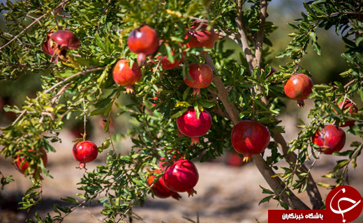 از پنبه خراسان با شهرتی جهانی تا به دست آمدن انارهای بسیار مرغوب + فیلم