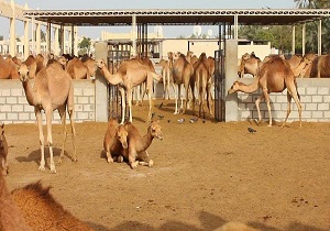 سرمایه گذاری ۷۰میلیون یورویی در بزرگترین پروژه پرورش شتر نهبندان