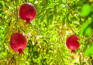 برداشت انار در یزد هزارتن افزایش داشت