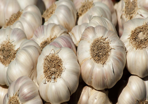 سیر رقیب محصولات صیفی در فارس